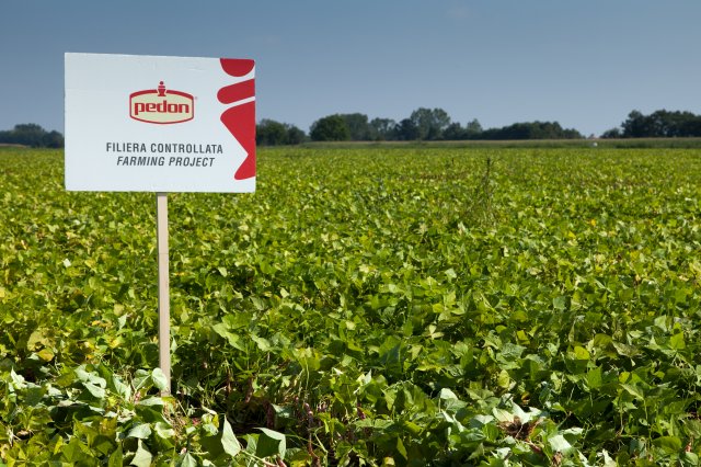 Cranberry Beans - Italy